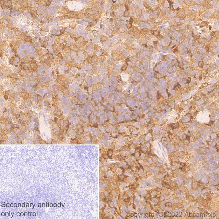 Immunohistochemistry - Anti-PI 3 Kinase catalytic subunit gamma/PI3K-gamma antibody [EPR25156-60] - BSA and Azide free (AB302959)