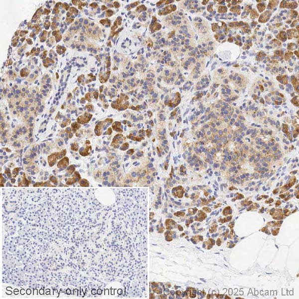 Immunohistochemistry (Formalin/PFA-fixed paraffin-embedded sections) - Anti-PI 3 Kinase catalytic subunit gamma/PI3K-gamma antibody [OTI4G10] (AB140307), expandable thumbnail