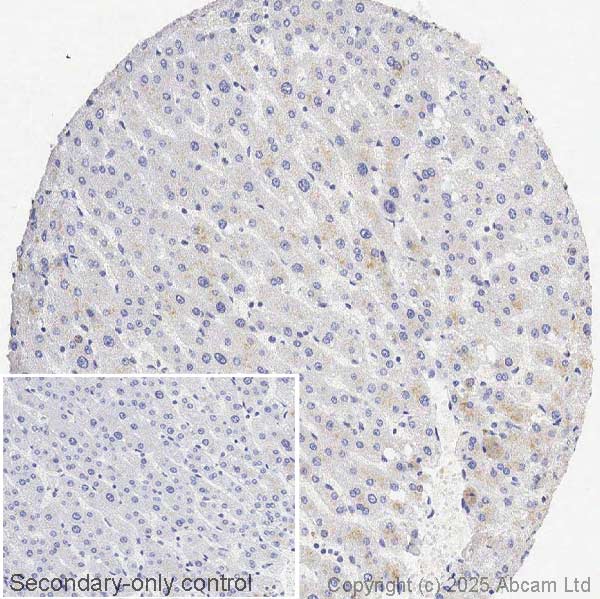 Immunohistochemistry (Formalin/PFA-fixed paraffin-embedded sections) - Anti-PI 3 Kinase catalytic subunit gamma/PI3K-gamma antibody [OTI4G10] (AB140307), expandable thumbnail