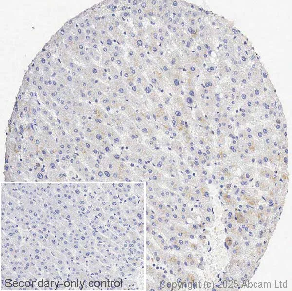 Immunohistochemistry (Formalin/PFA-fixed paraffin-embedded sections) - Anti-PI 3 Kinase catalytic subunit gamma/PI3K-gamma antibody [OTI4G10] (AB140307)