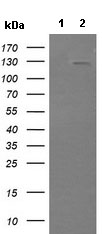 Western blot - Anti-PI 3 Kinase catalytic subunit gamma/PI3K-gamma antibody [OTI4G10] (AB140307), expandable thumbnail
