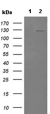 Western blot - Anti-PI 3 Kinase catalytic subunit gamma/PI3K-gamma antibody [OTI4G10] (AB140307)