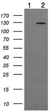 Western blot - Anti-PI 3 Kinase catalytic subunit gamma/PI3K-gamma antibody [OTI4H9] (AB139307)