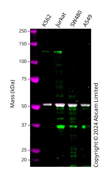 Western blot - Anti-PI 3 Kinase catalytic subunit gamma/PI3K-gamma antibody [OTI4H9] (AB139307)