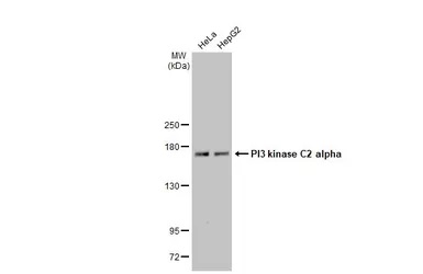 Western blot - Anti-PI 3 Kinase Class 2A/Cpk antibody [HL1612] - BSA and Azide free (AB313861), expandable thumbnail