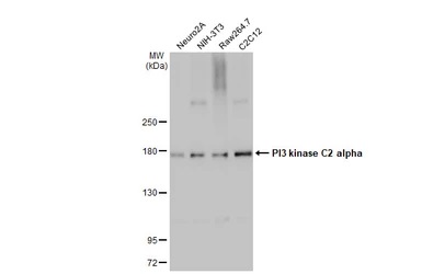 Western blot - Anti-PI 3 Kinase Class 2A/Cpk antibody [HL1612] - BSA and Azide free (AB313861), expandable thumbnail