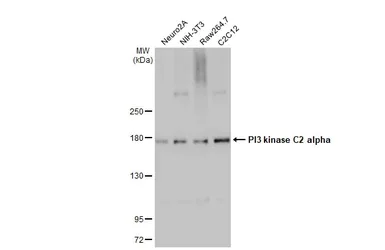 Western blot - Anti-PI 3 Kinase Class 2A/Cpk antibody [HL1612] - BSA and Azide free (AB313861)