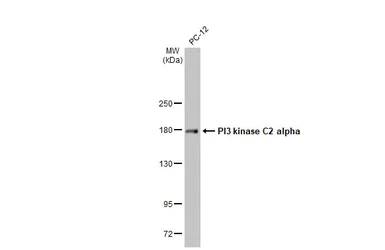 Western blot - Anti-PI 3 Kinase Class 2A/Cpk antibody [HL1612] - BSA and Azide free (AB313861)