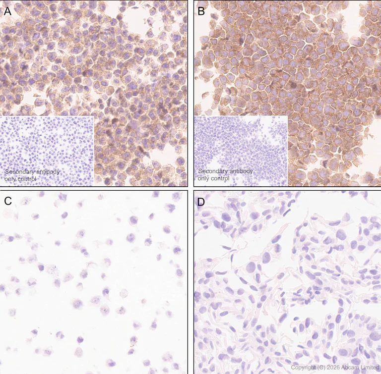 Immunohistochemistry (Formalin/PFA-fixed paraffin-embedded sections) - Anti-PI 3 Kinase p110 delta antibody [EPR30972-532] (AB327424)