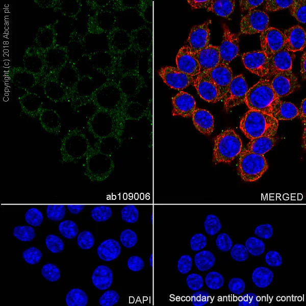 Immunocytochemistry/ Immunofluorescence - Anti-PI 3 Kinase p110 delta antibody [EPR386] (AB109006)