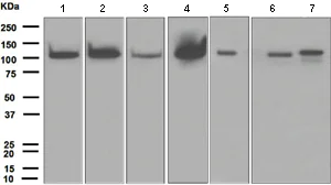 Western blot - Anti-PI 3 Kinase p110 delta antibody [EPR386] (AB109006)