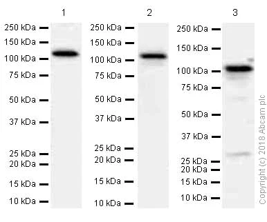 Western blot - Anti-PI 3 Kinase p110 delta antibody [EPR386] (AB109006)