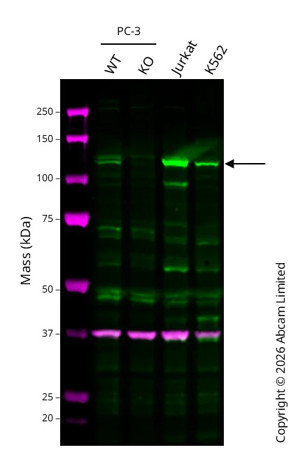 Western blot - Anti-PI 3 Kinase p110 delta antibody [EPR386] - BSA and Azide free (AB236049)