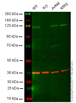 Western blot - Anti-PI 3 Kinase p110 delta antibody [EPR386] - BSA and Azide free (AB236049)
