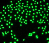 Immunocytochemistry/ Immunofluorescence - Anti-PI 3 Kinase p110 delta antibody [Y387] - BSA and Azide free (AB247253)