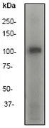 Western blot - Anti-PI 3 Kinase p110 delta antibody [Y387] - BSA and Azide free (AB247253)