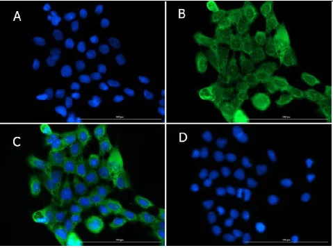 Immunocytochemistry/ Immunofluorescence - Anti-PI 3 Kinase p55 gamma antibody (AB235234)