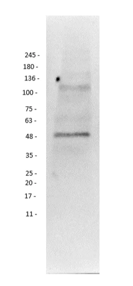 Western blot - Anti-PI 3 Kinase p55 gamma antibody (AB235234)