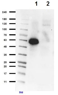 Western blot - Anti-PI 3 Kinase p55 gamma antibody (AB235234)