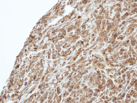 Immunohistochemistry (Formalin/PFA-fixed paraffin-embedded sections) - Anti-PI 3 Kinase p55 gamma antibody (AB97862), expandable thumbnail