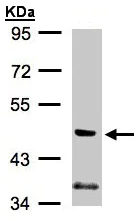 Western blot - Anti-PI 3 Kinase p55 gamma antibody (AB97862)