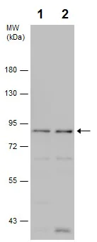 Western blot - Anti-PI 3 Kinase p85 alpha antibody (AB226826)