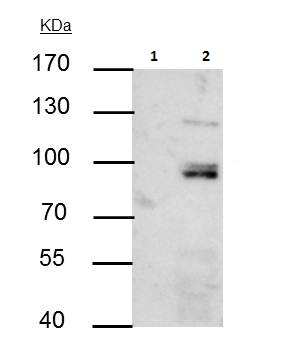 Immunoprecipitation - Anti-PI 3 Kinase p85 alpha antibody (AB227204), expandable thumbnail