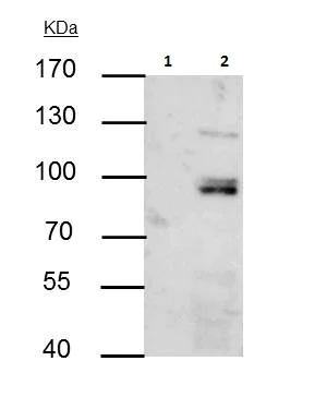 Immunoprecipitation - Anti-PI 3 Kinase p85 alpha antibody (AB227204)