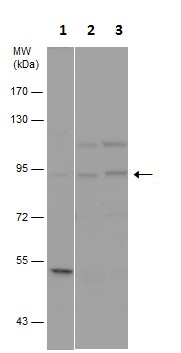 Western blot - Anti-PI 3 Kinase p85 alpha antibody (AB227204), expandable thumbnail