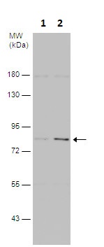 Western blot - Anti-PI 3 Kinase p85 alpha antibody (AB227204), expandable thumbnail