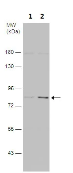 Western blot - Anti-PI 3 Kinase p85 alpha antibody (AB227204)