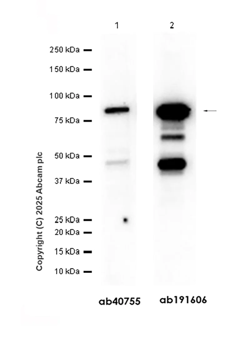 Western blot - Anti-PI 3 Kinase p85 alpha antibody [EP380Y] (AB40755)