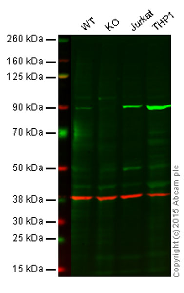 Western blot - Anti-PI 3 Kinase p85 alpha antibody [EP380Y] (AB40755)