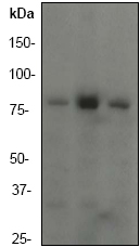 Western blot - Anti-PI 3 Kinase p85 alpha antibody [EP380Y] - BSA and Azide free (AB182617), expandable thumbnail