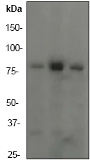 Western blot - Anti-PI 3 Kinase p85 alpha antibody [EP380Y] - BSA and Azide free (AB182617)