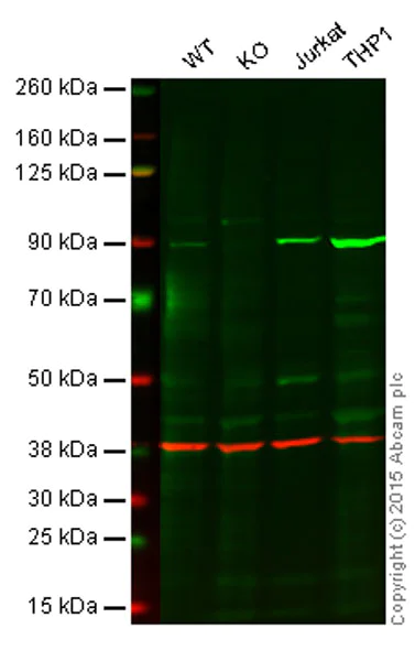 Western blot - Anti-PI 3 Kinase p85 alpha antibody [EP380Y] - BSA and Azide free (AB182617)