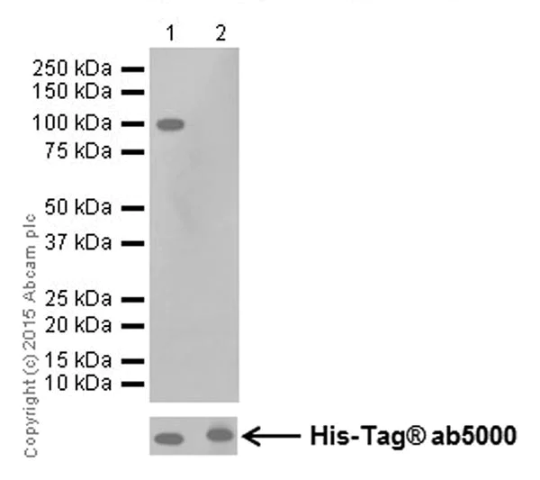 Western blot - Anti-PI 3 Kinase p85 alpha antibody [EPR18702] (AB191606)