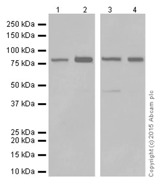 Western blot - Anti-PI 3 Kinase p85 alpha antibody [EPR18702] (AB191606)