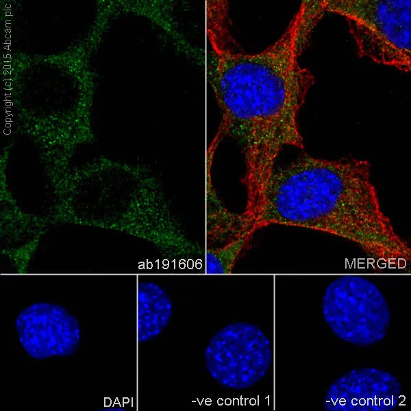 Immunocytochemistry/ Immunofluorescence - Anti-PI 3 Kinase p85 alpha antibody [EPR18702] - BSA and Azide free (AB223792)
