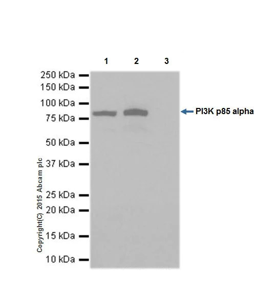 Immunoprecipitation - Anti-PI 3 Kinase p85 alpha antibody [EPR18702] - BSA and Azide free (AB223792)