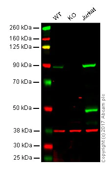 Western blot - Anti-PI 3 Kinase p85 alpha antibody [EPR18702] - BSA and Azide free (AB223792)