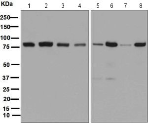 Western blot - Anti-PI 3 Kinase p85 alpha antibody [EPR5513] (AB133595)