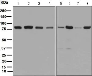 Western blot - Anti-PI 3 Kinase p85 alpha antibody [EPR5513] (AB133595)
