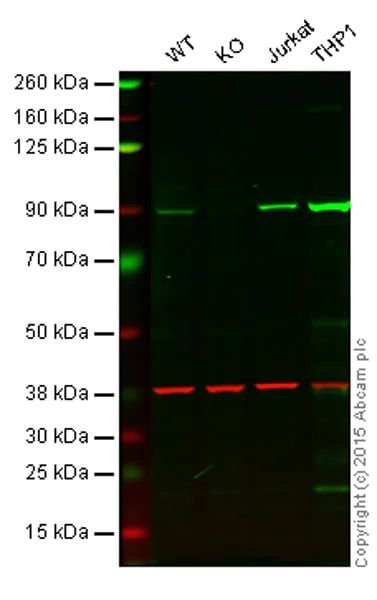 Western blot - Anti-PI 3 Kinase p85 alpha antibody [EPR5513] (AB133595)