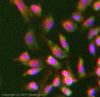 Immunocytochemistry/ Immunofluorescence - Anti-PI 3 Kinase p85 alpha antibody [M253] (AB86714)
