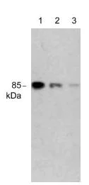 Western blot - Anti-PI 3 Kinase p85 alpha antibody [M253] (AB86714)