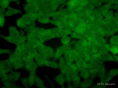Immunocytochemistry/ Immunofluorescence - Anti-PI 3 Kinase p85 alpha + Gamma antibody (AB74136), expandable thumbnail
