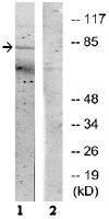 Western blot - Anti-PI 3 Kinase p85 alpha + Gamma antibody (AB74136), expandable thumbnail