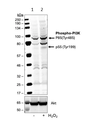Western blot - Anti- PI 3 Kinase p85 alpha (phospho Y467) + PI3 Kinase p55 (phospho Y199) antibody [PI3KY458-1A11] (AB278545)