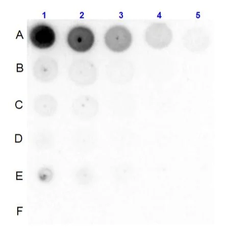 Dot Blot - Anti-PI 3 Kinase p85 alpha (phospho Y607) antibody (AB235266)